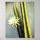 Search for cactus plant posters Nature