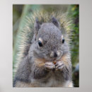 Search for fuzzy posters Nature