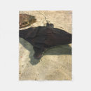 Search for stingray blankets Marine life