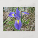 Search for native flowers postcards Photograph
