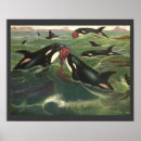 Search for killer whale posters Retro