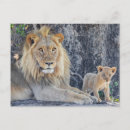 Search for cute baby animals postcards Big cat
