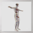 Search for arteries and veins posters Popliteal artery