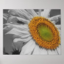 Search for colourful insect posters Flower