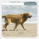 Search for dog days of summer Sea