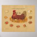 Search for chicken egg posters Fowl
