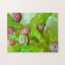 Search for lettuce puzzles Salad