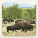 Search for bisons coasters Wyoming