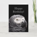 Search for african grey parrot cards Parrots