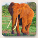 Search for african safari coasters Wildlife
