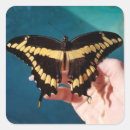 Search for swallowtail butterfly stickers Photography