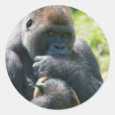 Search for silverback stickers Primate