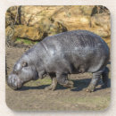 Search for pygmy Animals