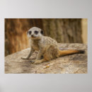 Search for meerkat posters Cute