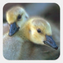 Search for lakeside stickers Bird