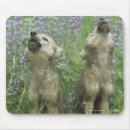 Search for howling wolf electronics Nature