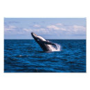Search for breach art Whales