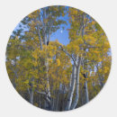 Search for aspen tree stickers Colour