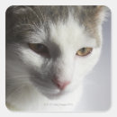 Search for cat face stickers Feline