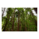 Search for muir woods posters Nature