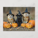 Search for owl postcards Cat