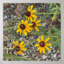 Search for susans Nature