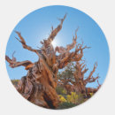 Search for inyo national forest stickers Ancient
