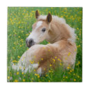 Search for resting tiles Animal