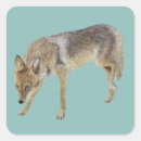 Search for coyote stickers Nature