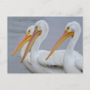 Search for beaks postcards Pelicans