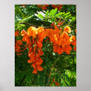 Search for poinciana posters Nature