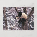 Search for climbing tree postcards Panda