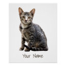 Search for cat designs posters Pet
