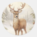 Search for raindeer Snow