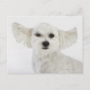 Search for winking postcards Nature