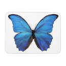 Search for blue butterfly rectangular magnets Morpho