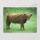 Search for steer postcards Cow