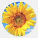Search for yellow flag stickers Sunflower