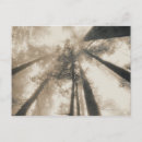 Search for black light postcards Black and white photography