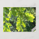 Search for oaks postcards Nature