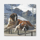 Search for st bernard magnets Humour