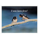 Search for swallow posters Barn swallows