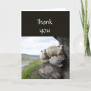 Search for flocking sheep cards Shepherd