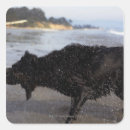 Search for santa barbara stickers Sea