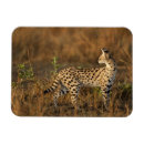 Search for reserved magnets Kenya