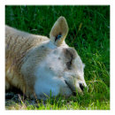 Search for cool sheep posters Cute