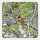 Search for baltimore oriole stickers Bird