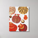 Search for clam shell art Shells