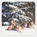 Search for winter wolves stickers Nature