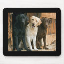 Search for chocolate labrador mousepads Puppies